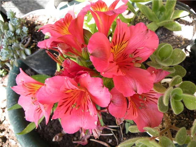 alstromeria